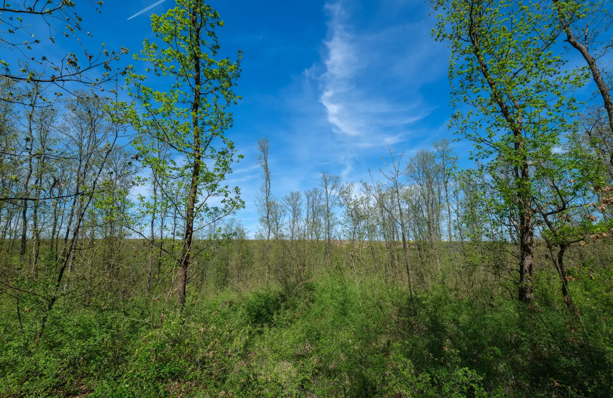 Bosbouwgrond in Makresh, regio Vidin - Bulgarije