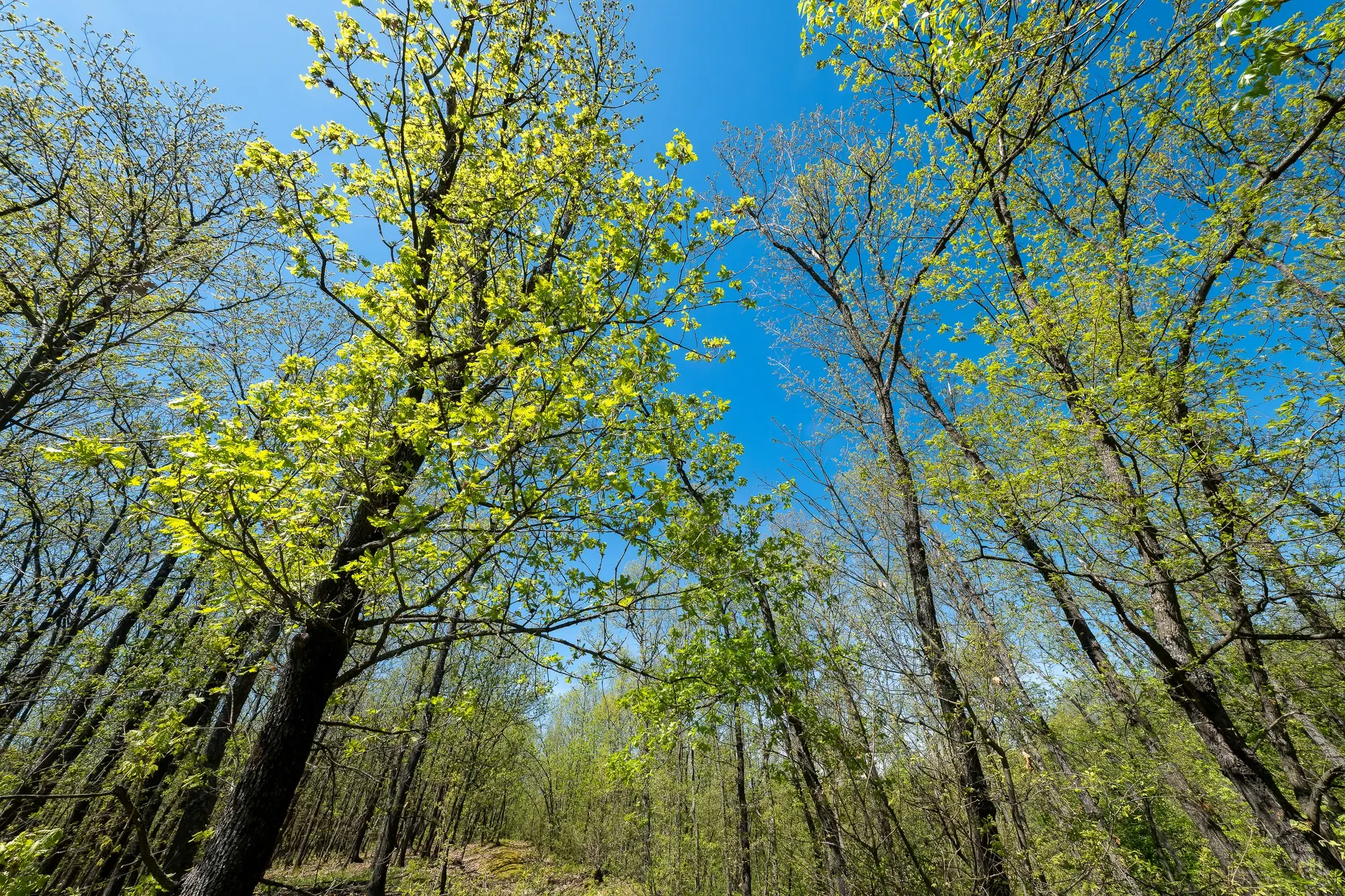 Bosgrond in Tolovitsa, rego Vidin - Bulgarije
