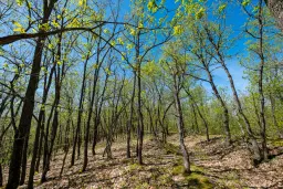 Bosgrond in Tolovitsa, rego Vidin - Bulgarije
