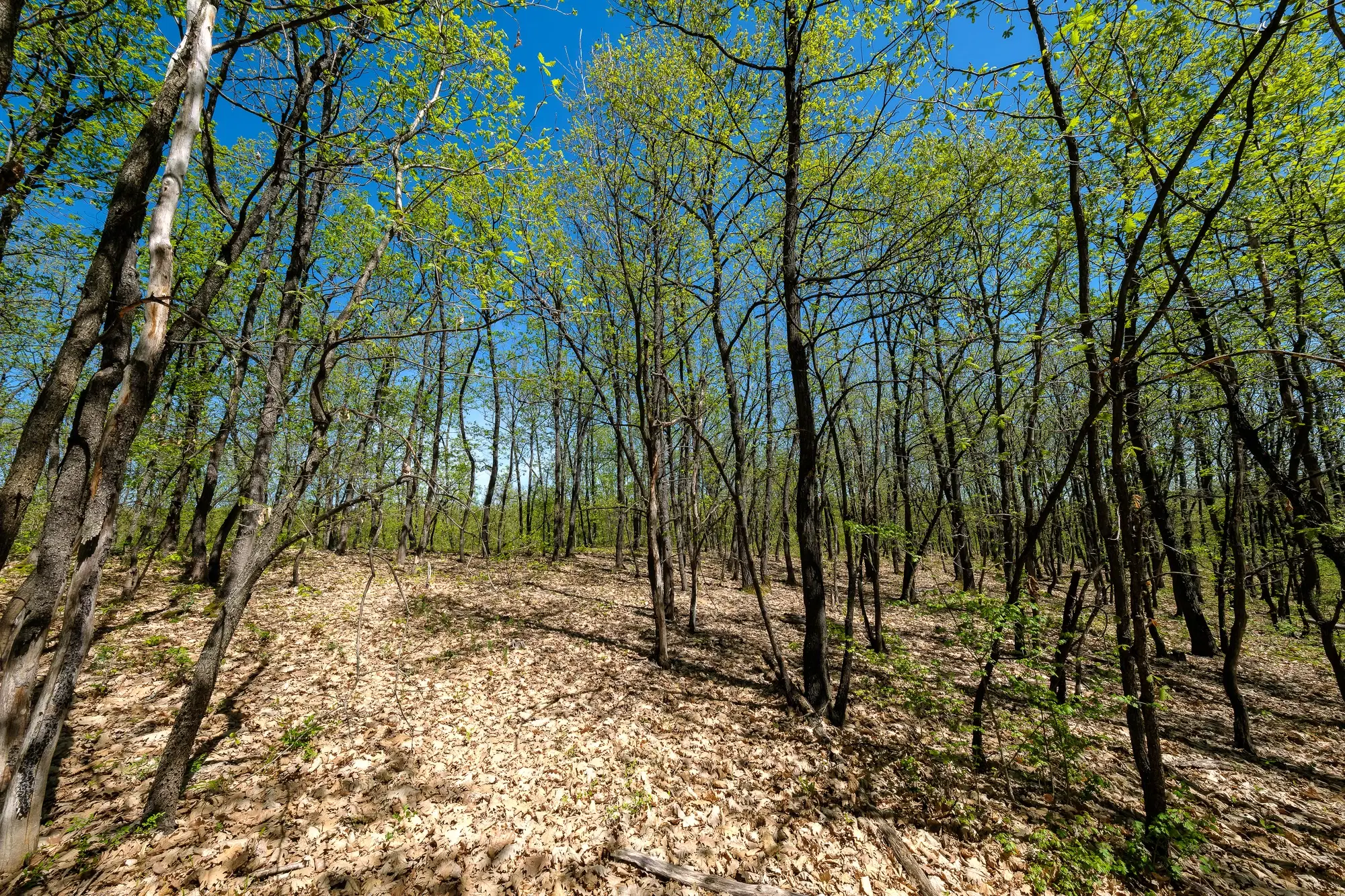 Bosgrond in Tolovitsa, rego Vidin - Bulgarije