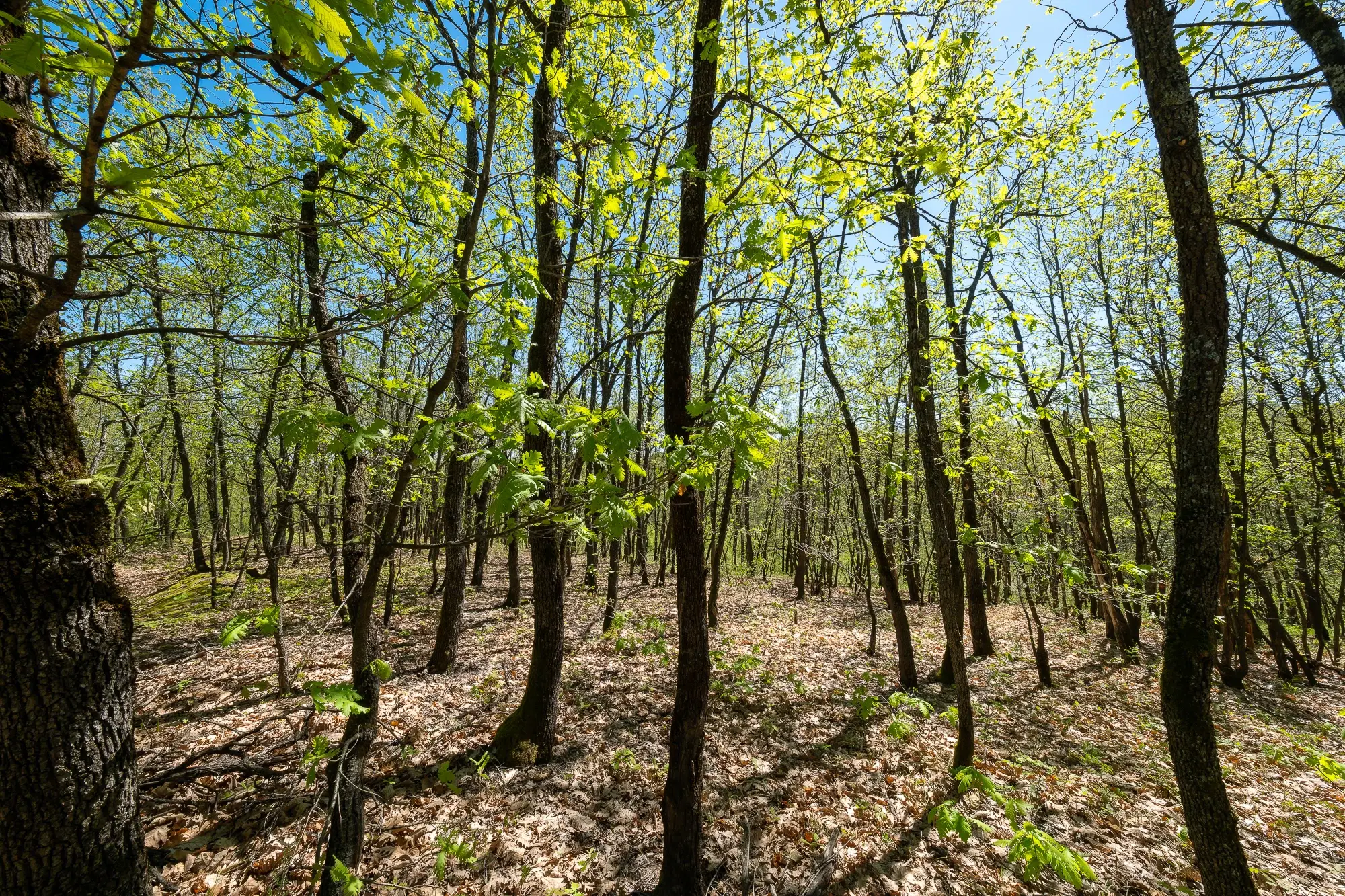 Bosgrond in Tolovitsa, rego Vidin - Bulgarije