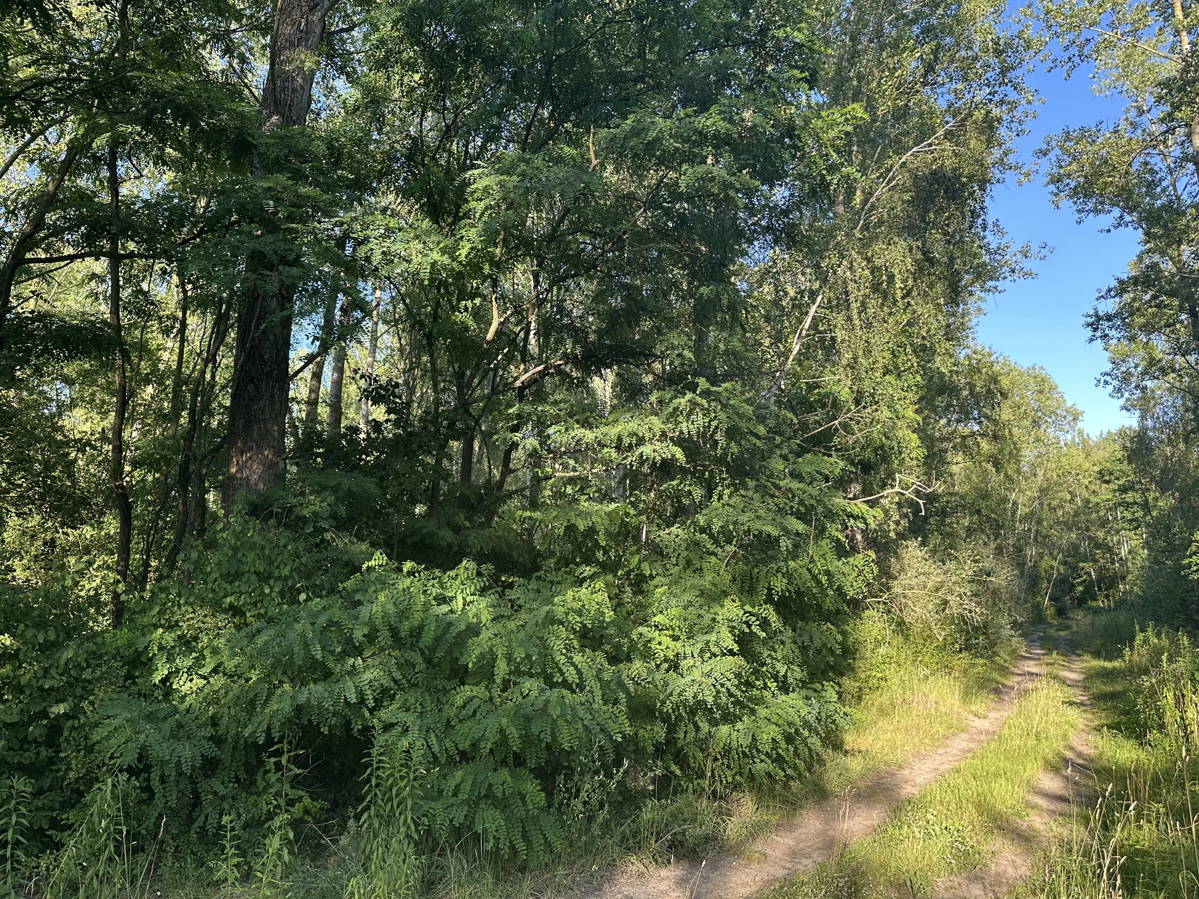 Perceel bosgrond in Zedlitz - Borna - Duitsland