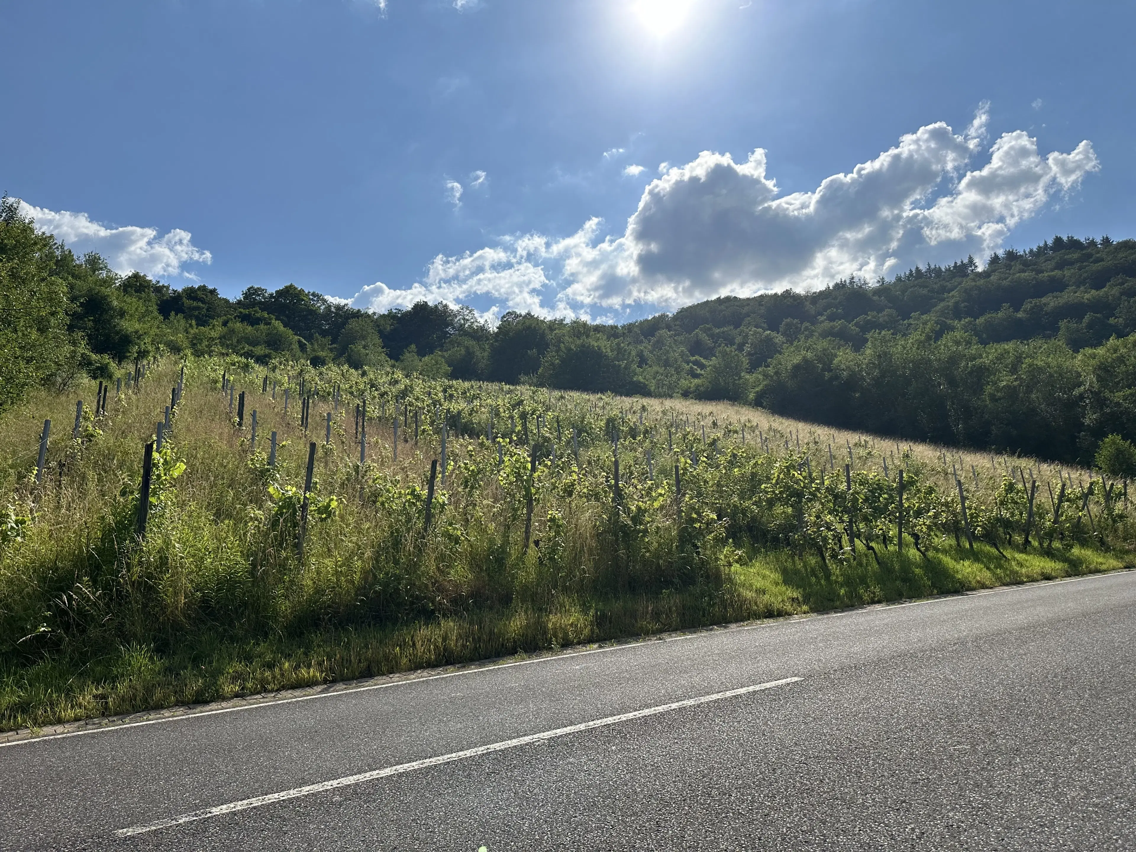 Gebruiksklare wijngaarden in Cochem - Bremm - Duitsland