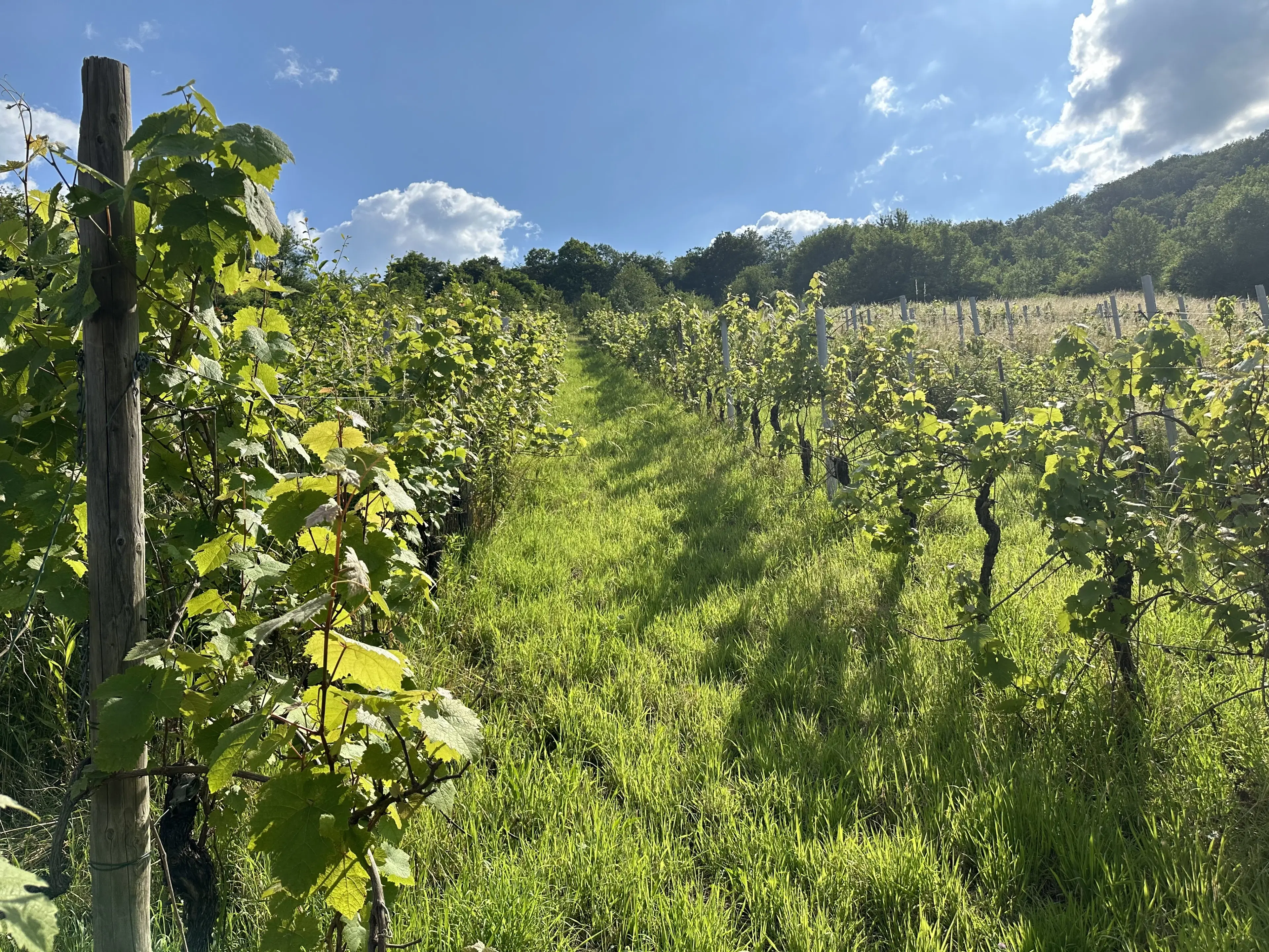 Gebruiksklare wijngaarden in Cochem - Bremm - Duitsland