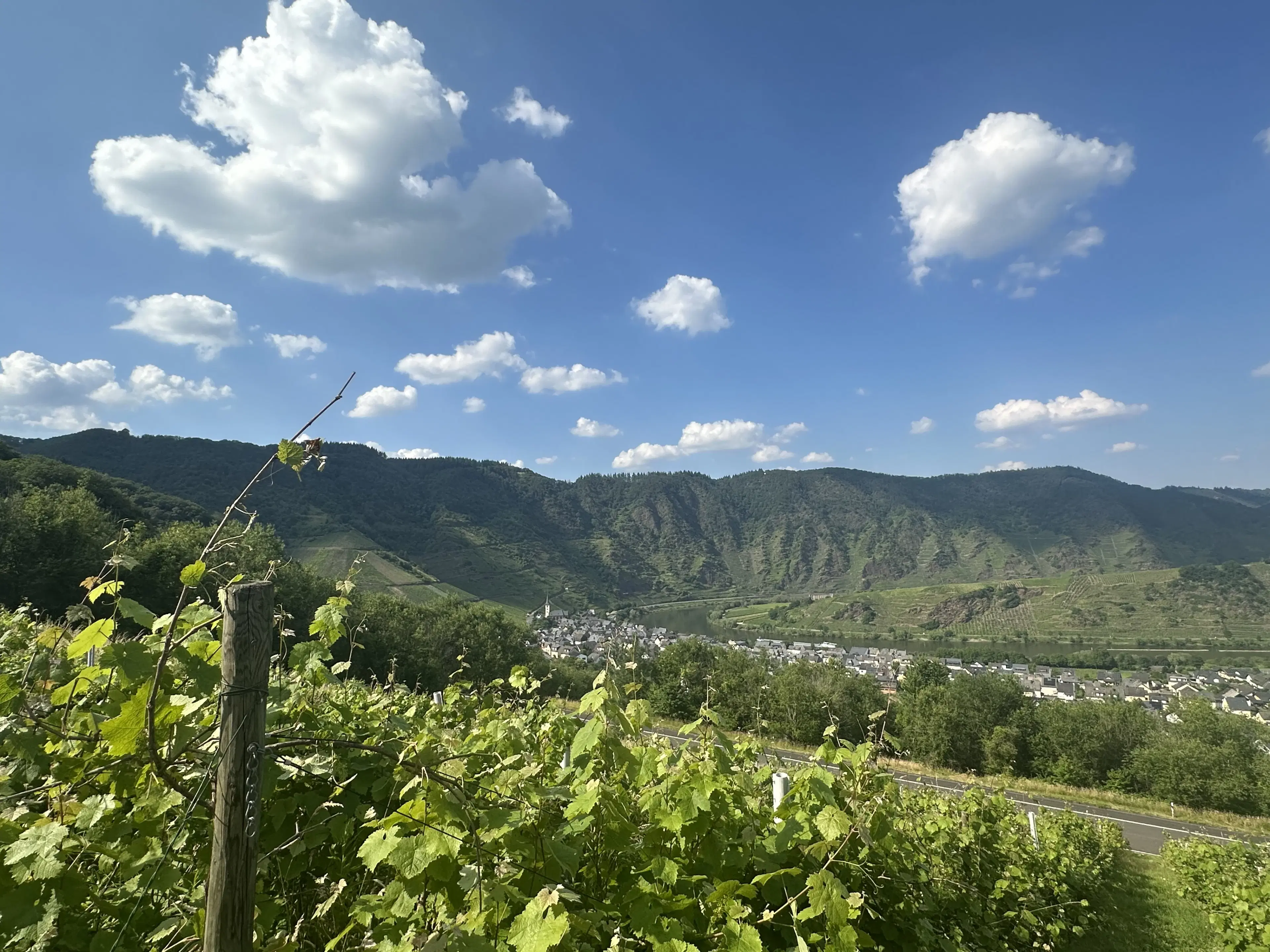 Gebruiksklare wijngaarden in Cochem - Bremm - Duitsland