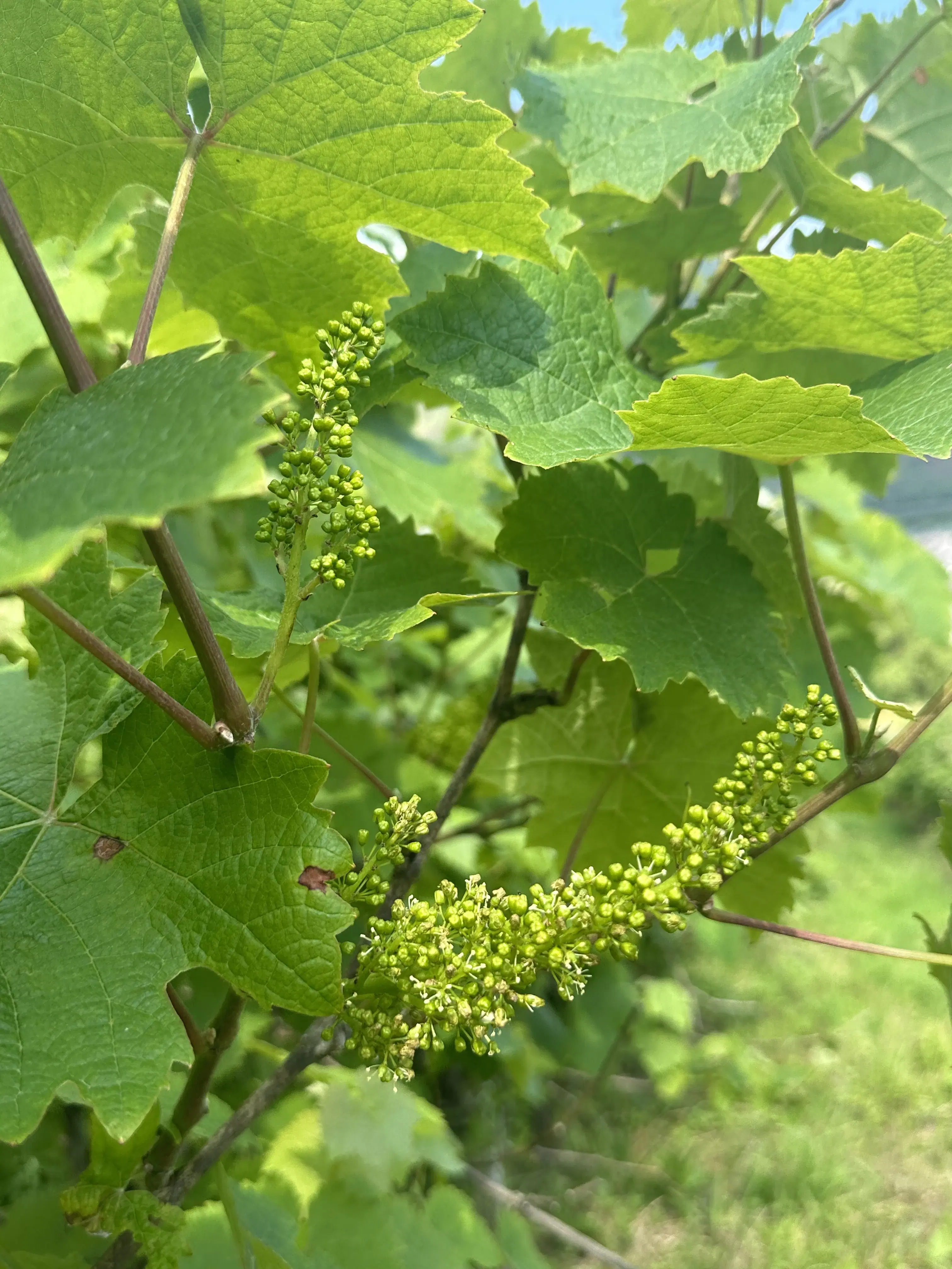 Gebruiksklare wijngaarden in Cochem - Bremm - Duitsland