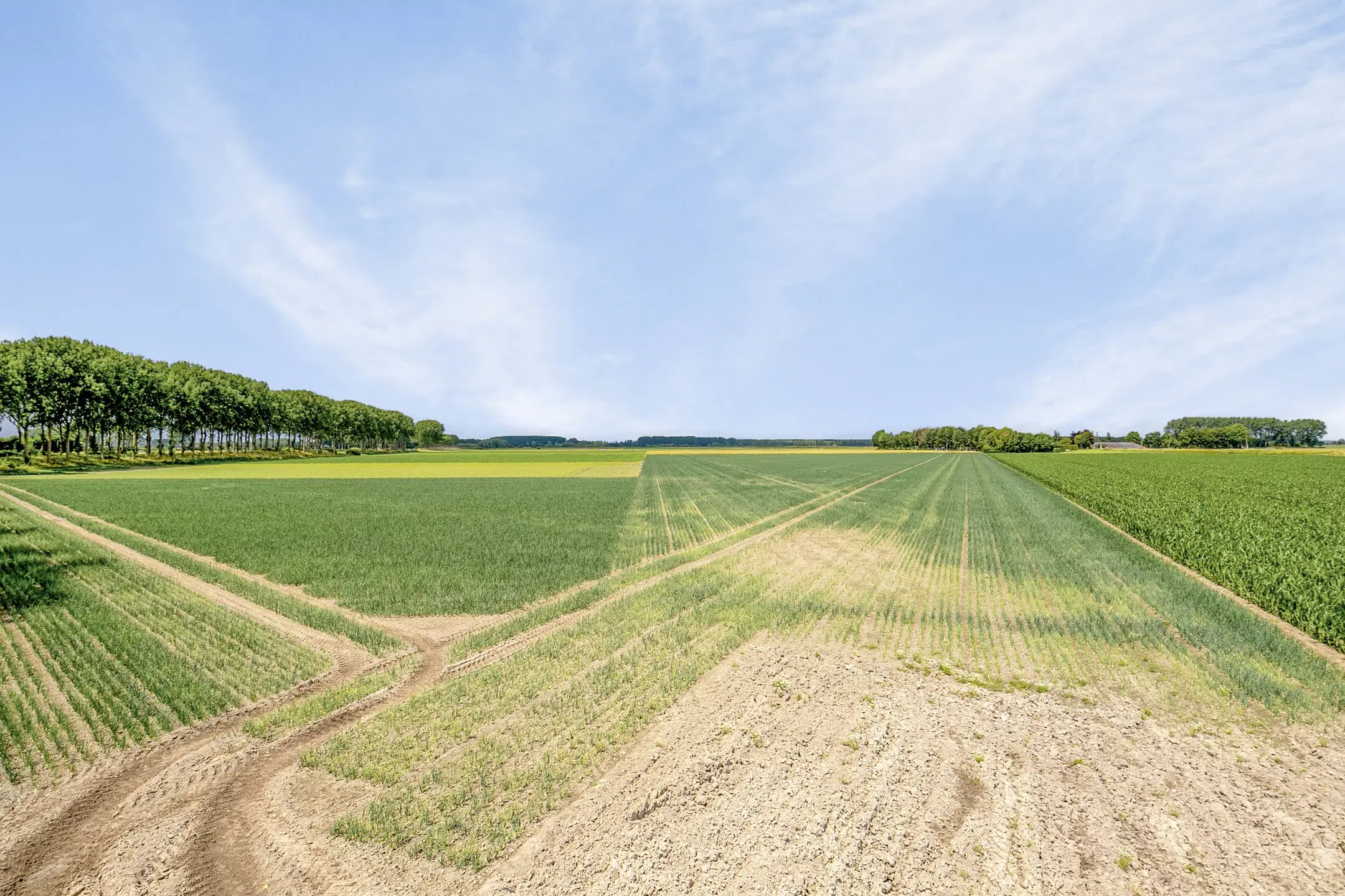 Bouwland (akkerbouw) in de Passageulepolder te Sint Kruis, gemeente Sluis