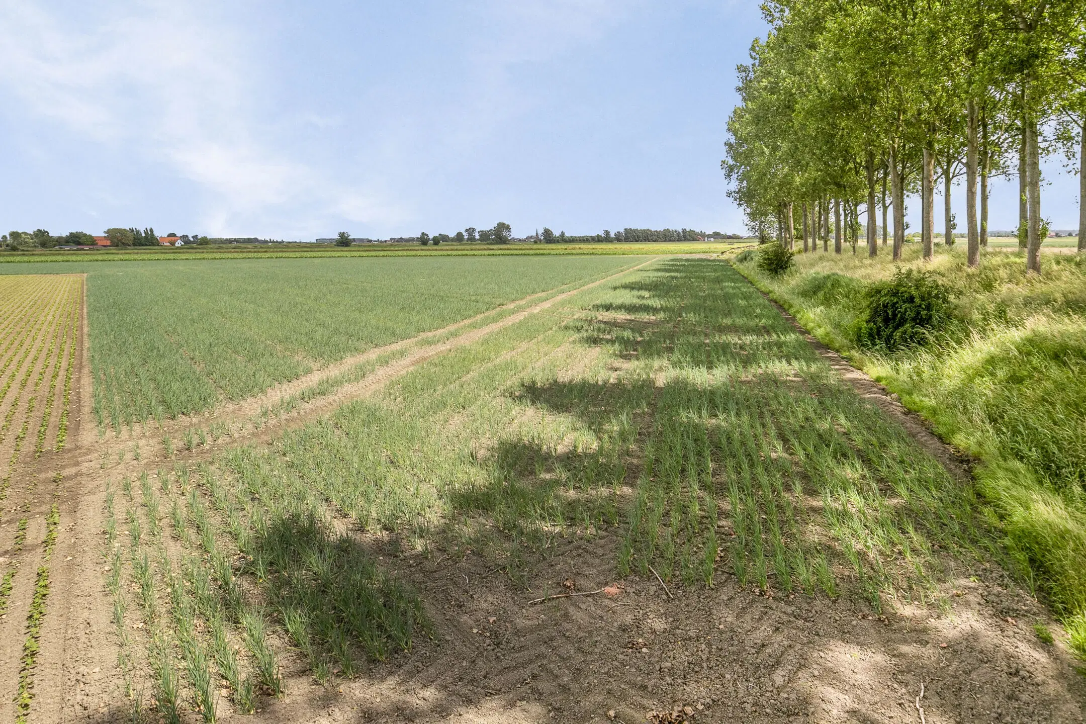 Bouwland (akkerbouw) in de Passageulepolder te Sint Kruis, gemeente Sluis