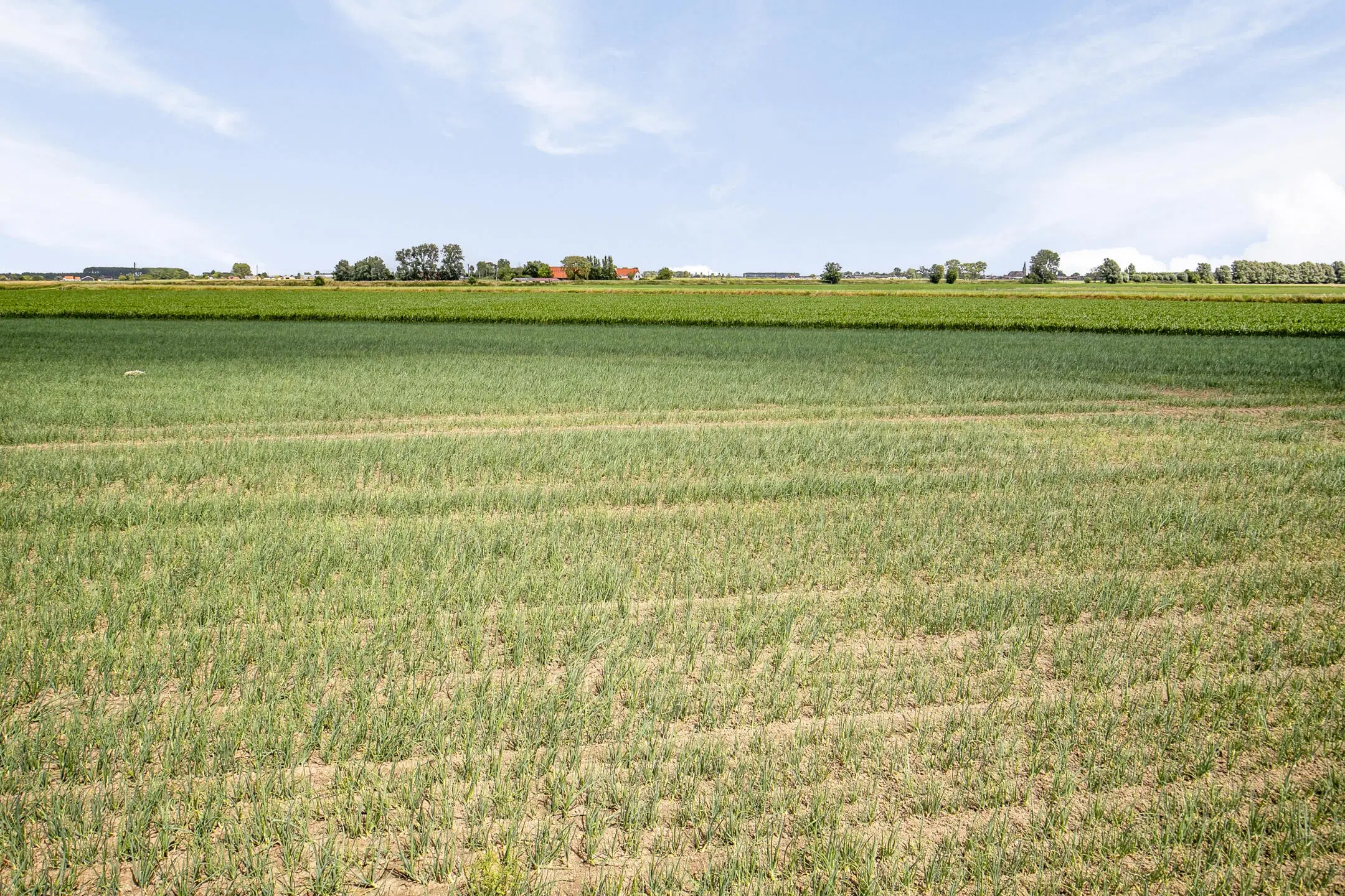 Bouwland (akkerbouw) in de Passageulepolder te Sint Kruis, gemeente Sluis