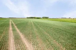 Bouwland (akkerbouw) in de Passageulepolder te Sint Kruis, gemeente Sluis