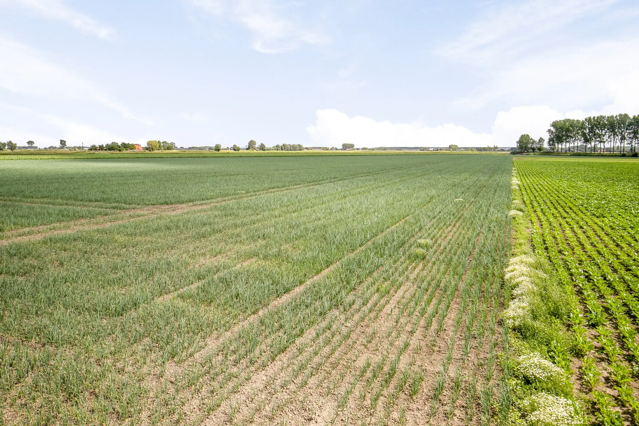 Bouwland (akkerbouw) in de Passageulepolder te Sint Kruis, gemeente Sluis