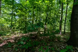 49.013 m2 bosgrond, regio Vidin - Bulgarije