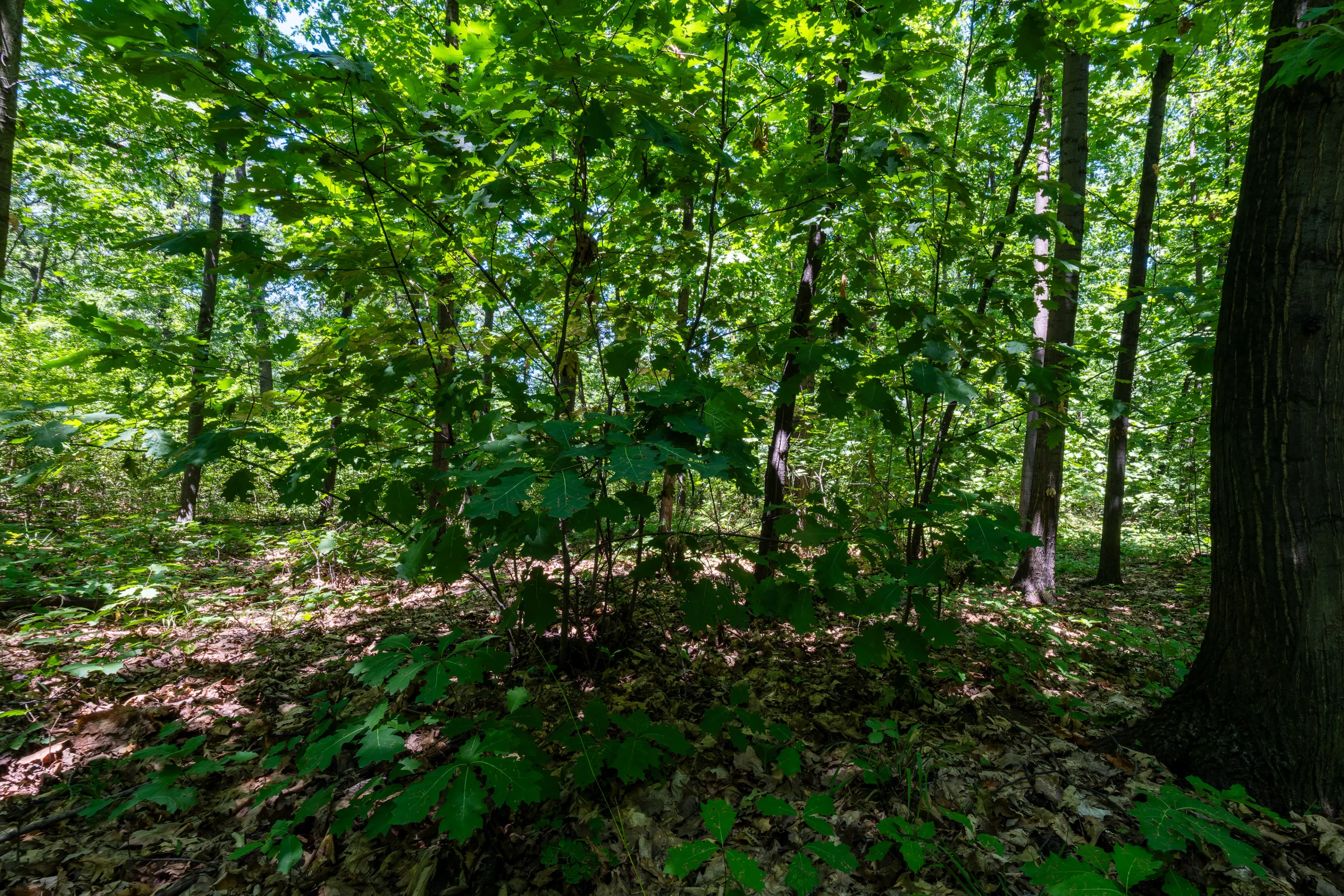 49.013 m2 bosgrond, regio Vidin - Bulgarije