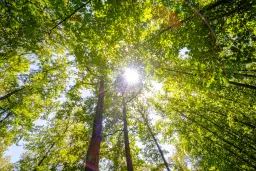 49.013 m2 bosgrond, regio Vidin - Bulgarije