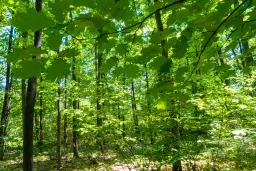 49.013 m2 bosgrond, regio Vidin - Bulgarije