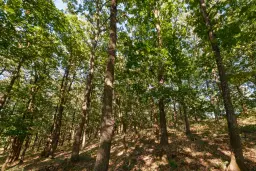 27.771 m2 bosgrond - regio Vidin - Bulgarije