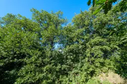 27.771 m2 bosgrond - regio Vidin - Bulgarije