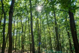 27.771 m2 bosgrond - regio Vidin - Bulgarije