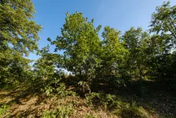 27.771 m2 bosgrond - regio Vidin - Bulgarije