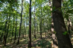 27.771 m2 bosgrond - regio Vidin - Bulgarije