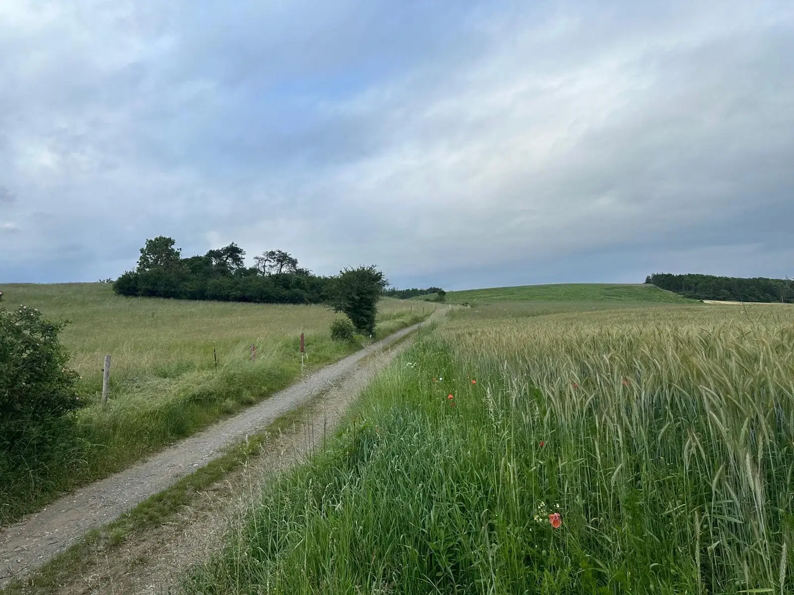 Natuur pur sang: klein groen perceel van 940 m2 - Triebel/Vogtland - Duitsland