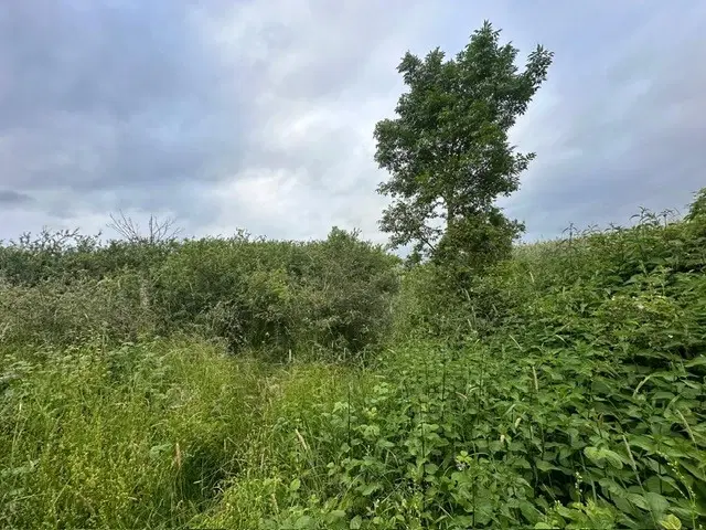 Natuur pur sang: klein groen perceel van 940 m2 - Triebel/Vogtland - Duitsland