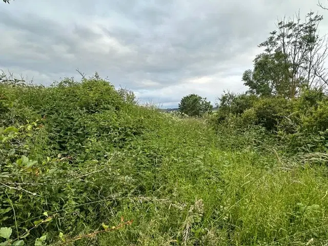 Natuur pur sang: klein groen perceel van 940 m2 - Triebel/Vogtland - Duitsland