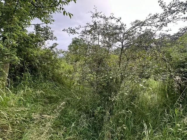 Natuur pur sang: klein groen perceel van 940 m2 - Triebel/Vogtland - Duitsland