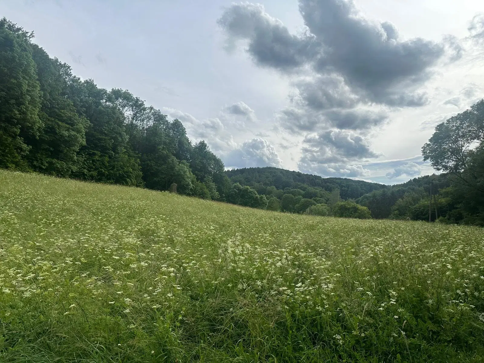 Uniek perceel natuur van 8.091 m2 in Wutha - Farnroda - Duitsland