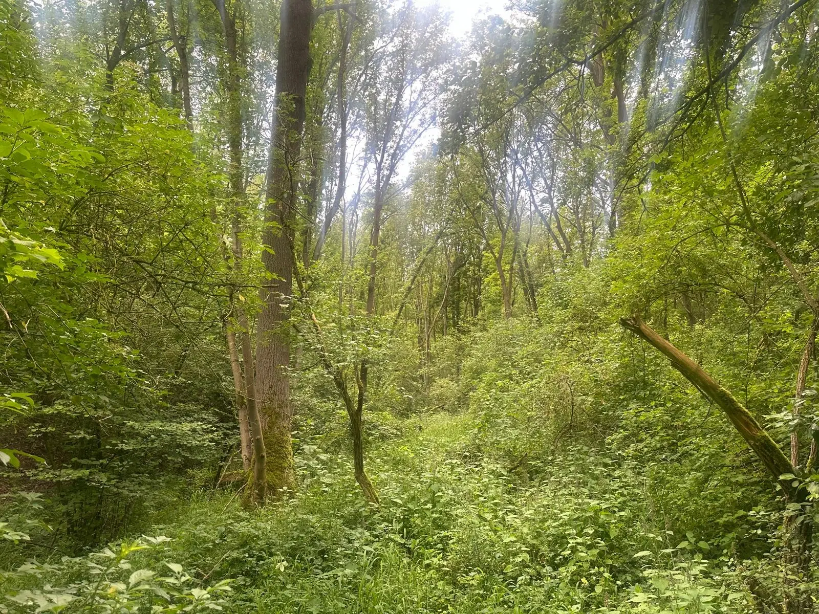 Ruim perceel recreatieoord van 3.080 m2 Erfurt OT Möbisburg-Rhoda - Duitsland