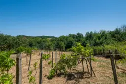 Huis op 2.564 m2 grond in Cherna Mogila - Bulgarije