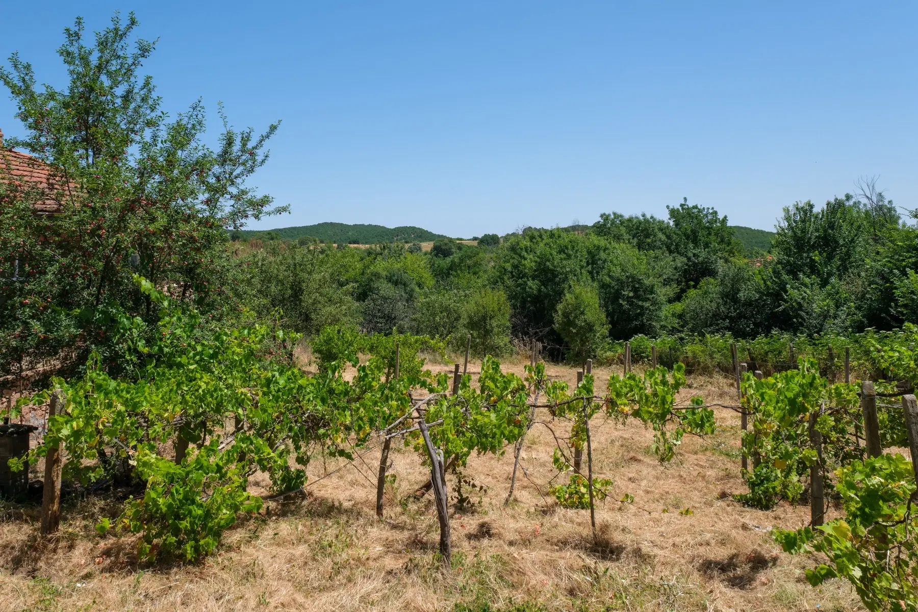Huis op 2.564 m2 grond in Cherna Mogila - Bulgarije