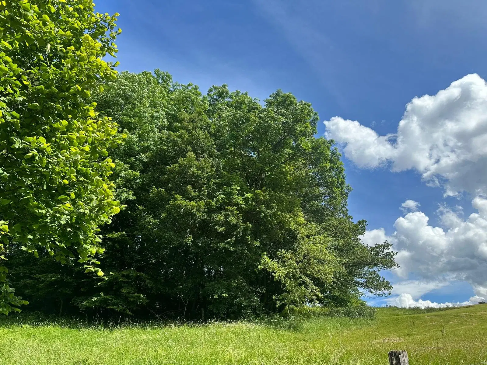 Vooroorlogse bunker met gezamenlijke 6.198 m² percelen - Kittelsthal - Duitsland 