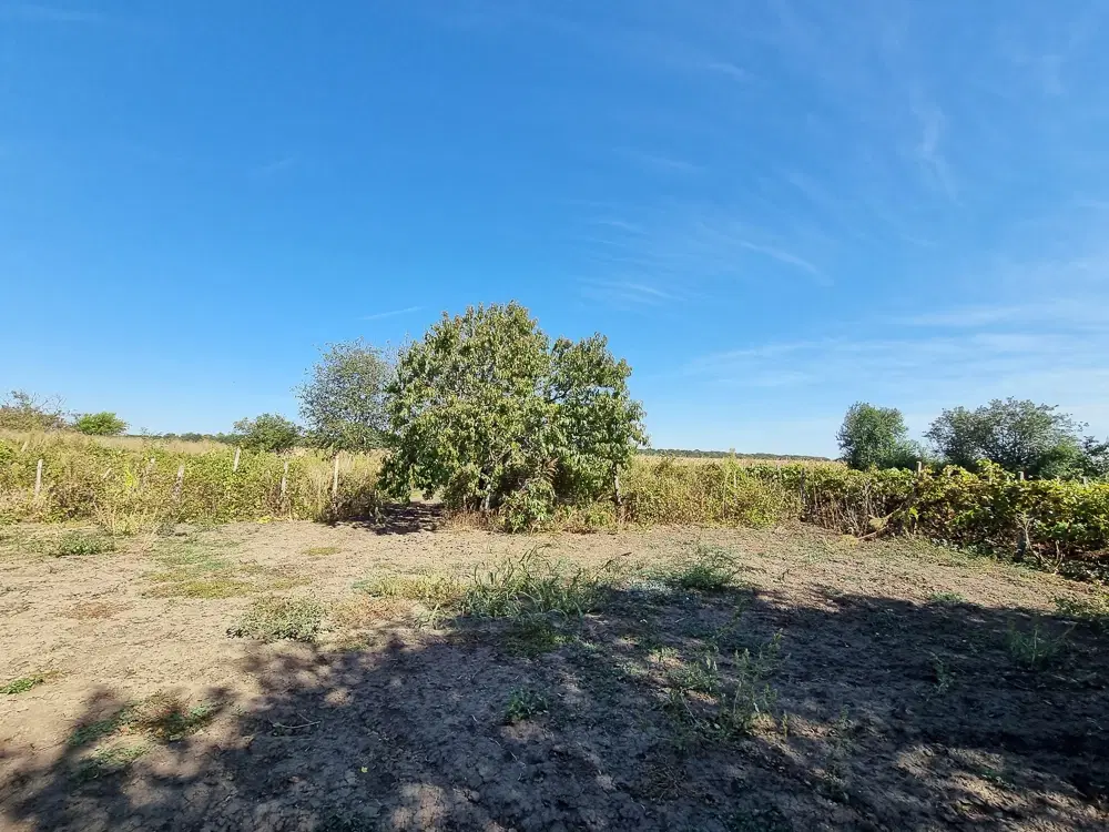 Boerderij, 3 huizen, bijgebouwen en 3.320 m2 met wijngaarden in Kladensti, Dobrich - Bulgarije