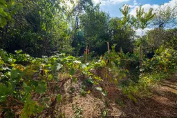 1.900 m² grond, 2 huizen en schuur - Kireevo, regio Vidin - Bulgarije