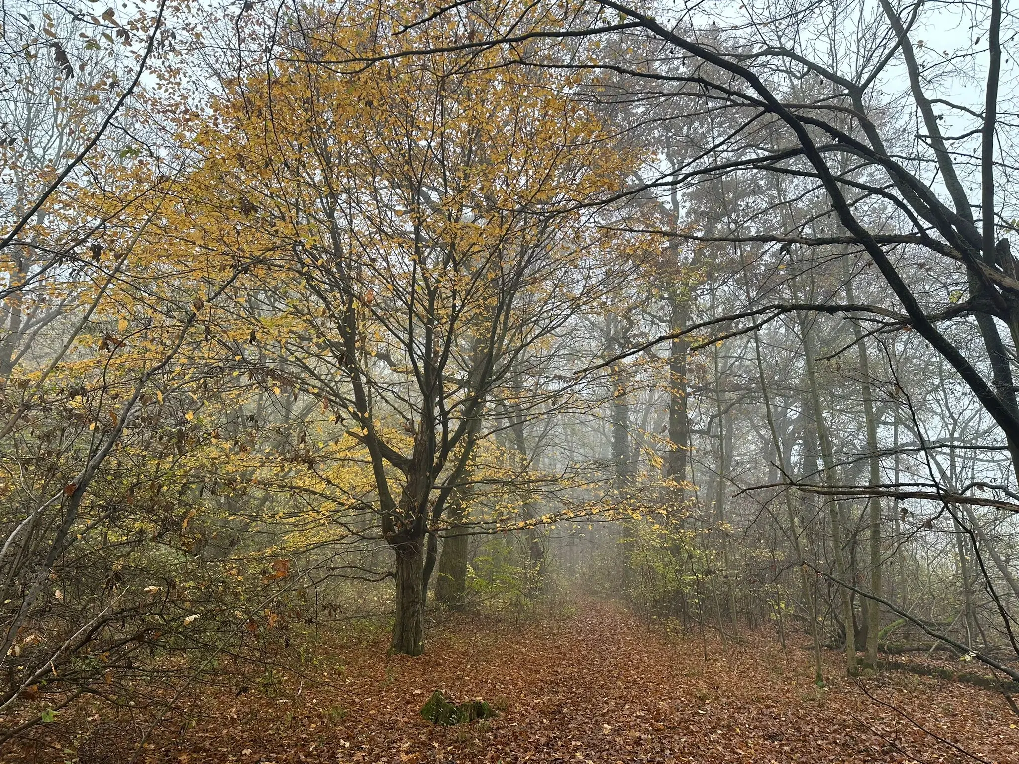 Perceel bosgrond 736 m² - Wolfsberhingen, Thüringerwald - Duitsland