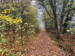 Perceel bosgrond 736 m² - Wolfsberhingen, Thüringerwald - Duitsland
