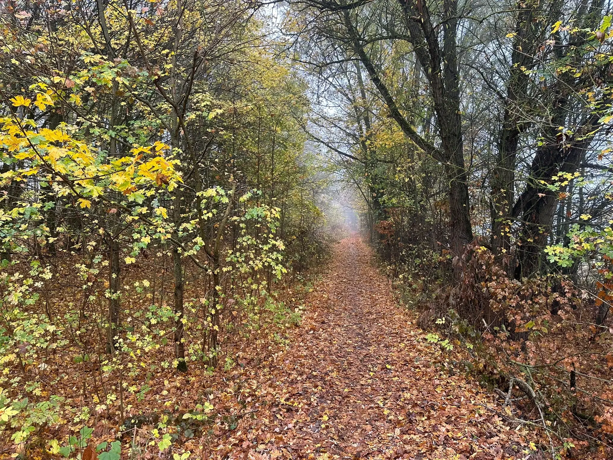Perceel bosgrond 736 m² - Wolfsberhingen, Thüringerwald - Duitsland
