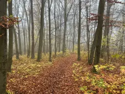 Perceel bosgrond 736 m² - Wolfsberhingen, Thüringerwald - Duitsland