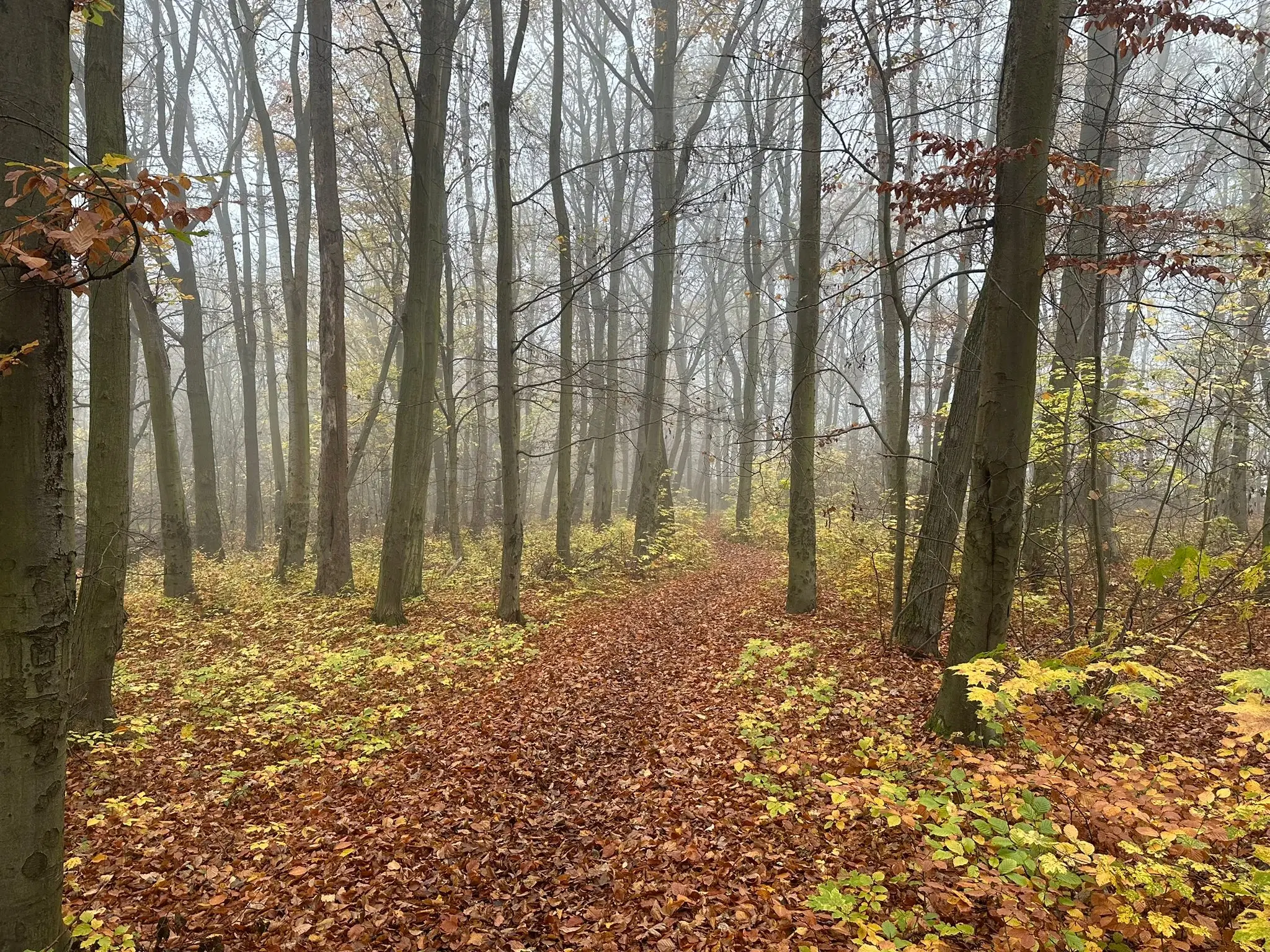 Perceel bosgrond 736 m² - Wolfsberhingen, Thüringerwald - Duitsland