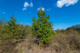 26.055 m² bosgrond - Rakovitsa, Vidin - Bulgarije