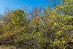 26.055 m² bosgrond - Rakovitsa, Vidin - Bulgarije