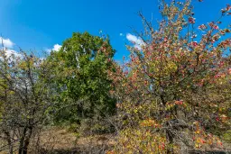 26.055 m² bosgrond - Rakovitsa, Vidin - Bulgarije