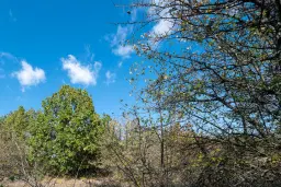 26.055 m² bosgrond - Rakovitsa, Vidin - Bulgarije