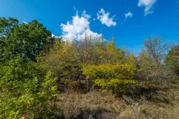 26.055 m² bosgrond - Rakovitsa, Vidin - Bulgarije