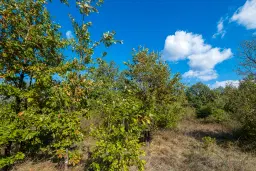 26.055 m² bosgrond - Rakovitsa, Vidin - Bulgarije