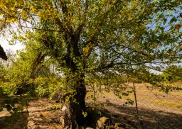 Vrijstaand huis met 1.960 m² grond in Pravdino - Bulgarije