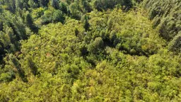 38.679 m² bosgrond in Swedt/Oder, Brandenburg - Duitsland