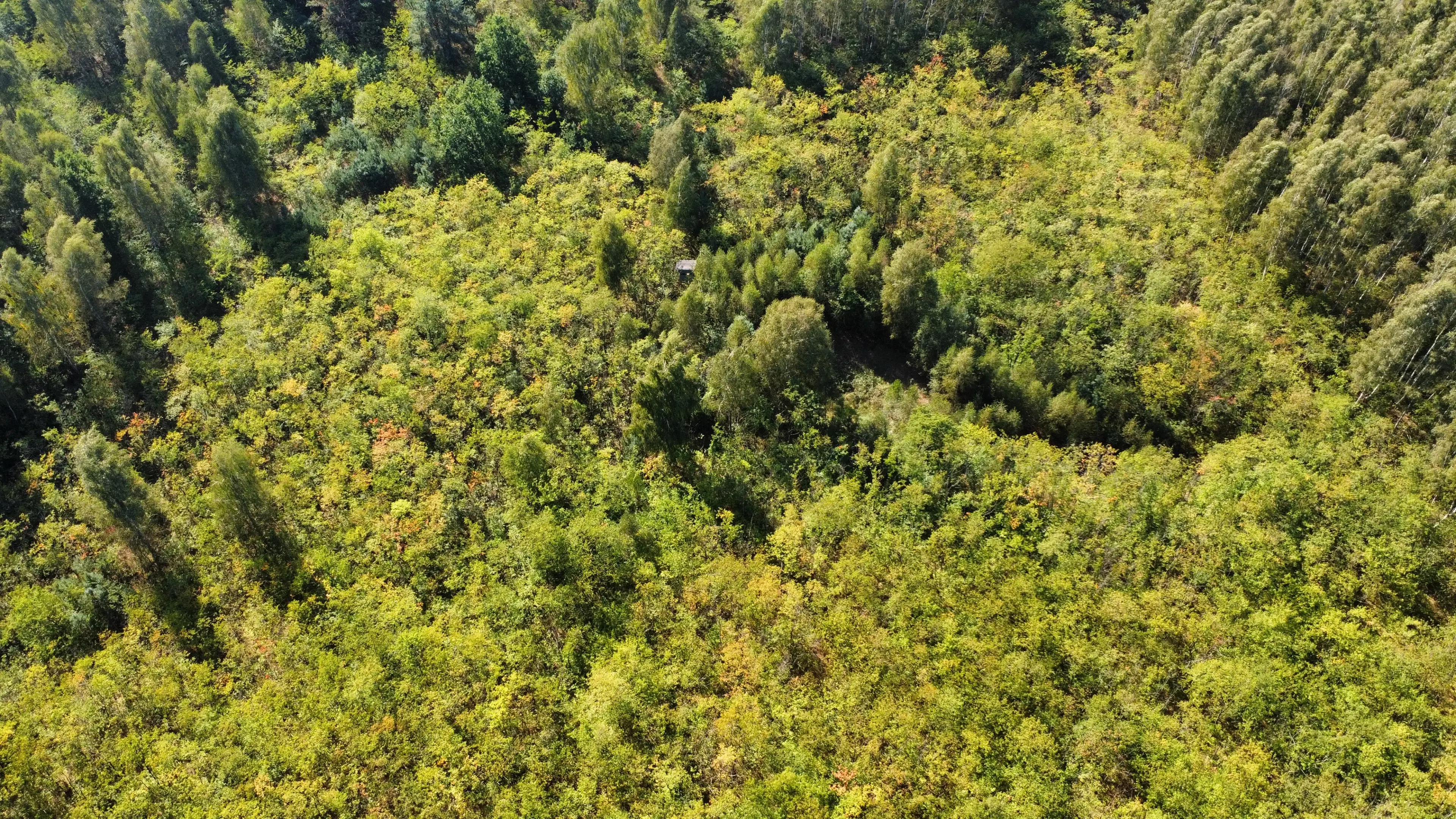 38.679 m² bosgrond in Swedt/Oder, Brandenburg - Duitsland