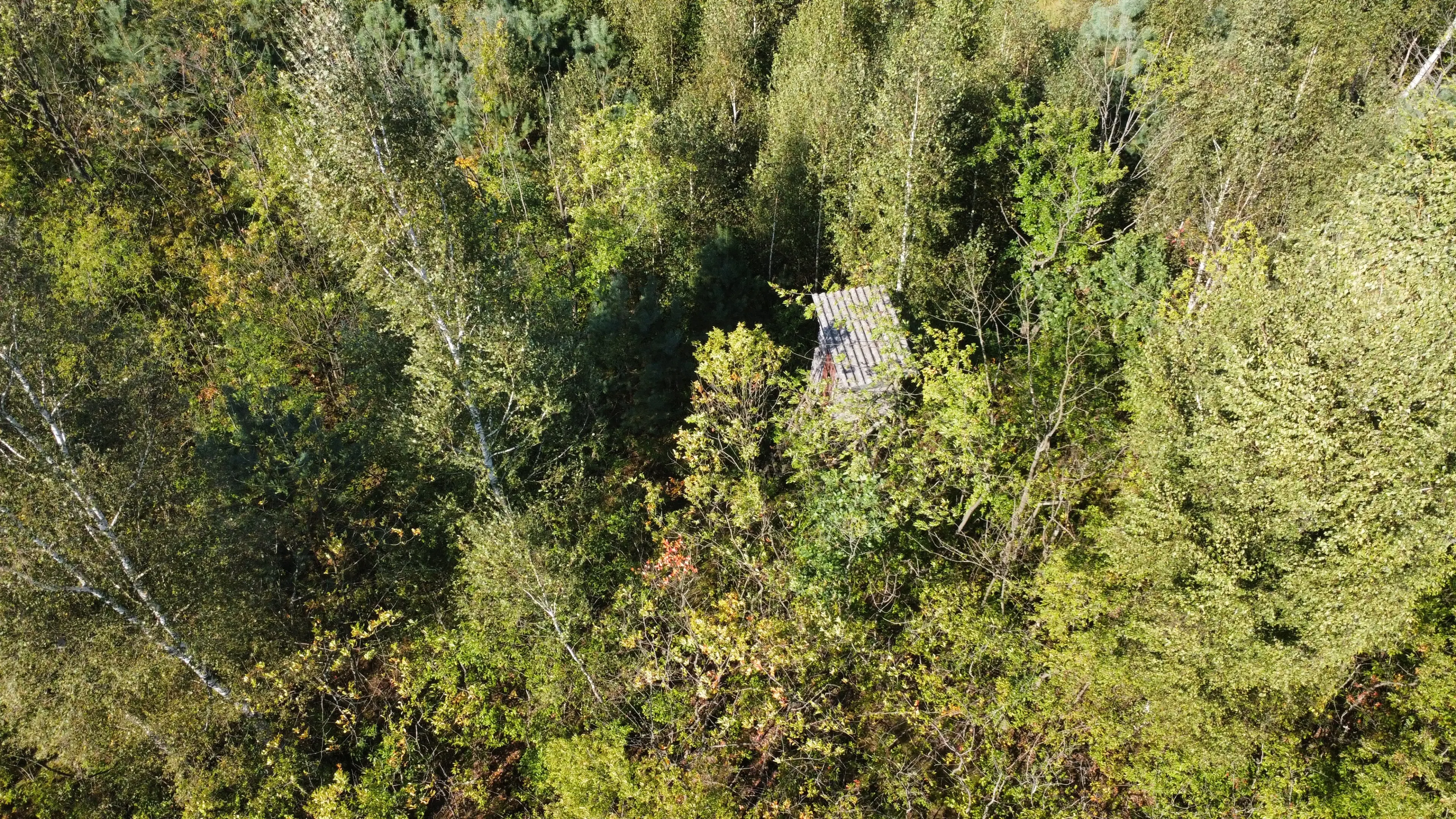 38.679 m² bosgrond in Swedt/Oder, Brandenburg - Duitsland